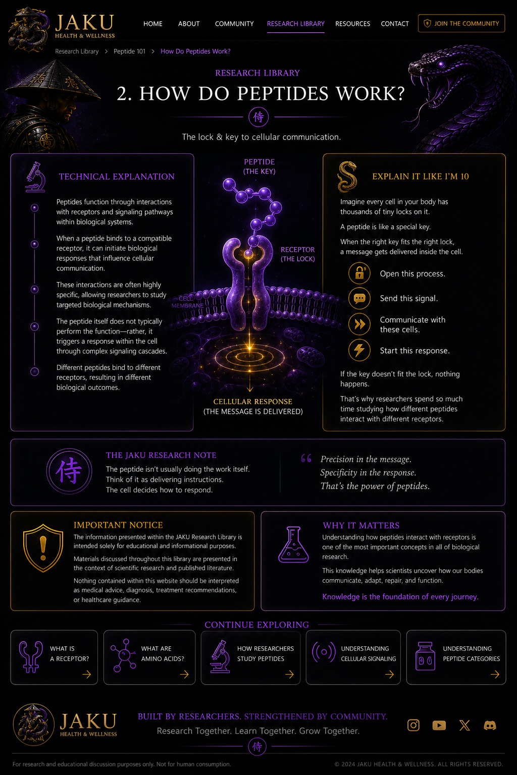 How Do Peptides Work? JAKU webpage design
